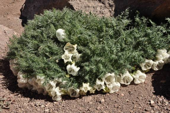 Uma prima da urtiga, adaptada às grandes altitudes do Parque Provincial do Aconcágua, na região de Mendoza, no oeste da Argentina